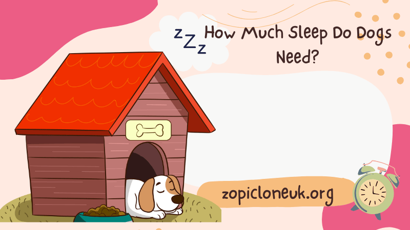 How Much Sleep Do Dogs Need?